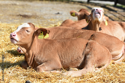 Tierhof Gut Aiderbichl in Salzburg, Österreich, Europa photo