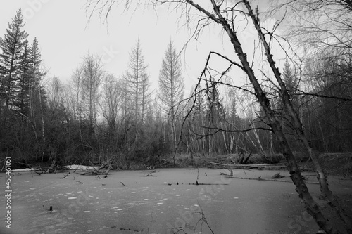 trees in snow