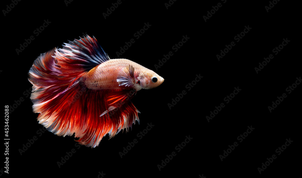 Fototapeta premium Betta fish, siamese fighting fish, betta splendens isolated on black background,