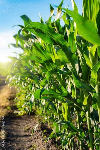 Wallpaper Mural Dirt road through maize green field under blue sky in Ukraine Torontodigital.ca
