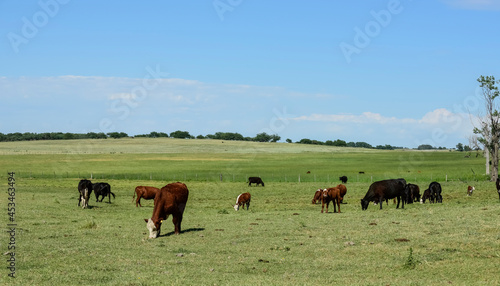 Cattle in Argentine countryside,La Pampa Province, Argentina.