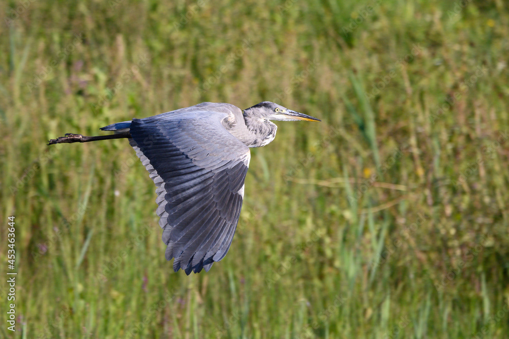 Grey heron in flight