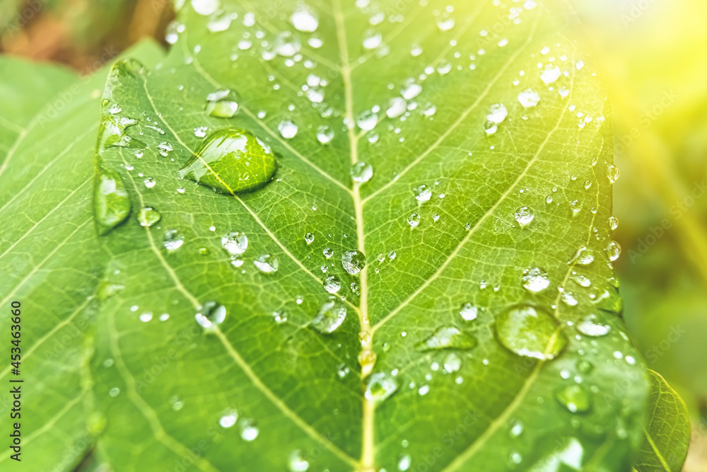 Macro closeup of Beautiful fresh green leaf with drop of water in morning sunlight nature background. Macro closeup of Beautiful fresh green leaf with drop of water in morning sunlight nature background.
