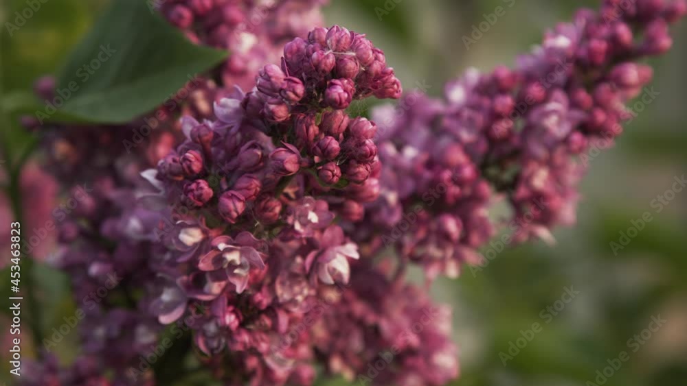 Blossoming lilacs trembling in the spring wind, a branch of violet lilac on blurred background of grass, in garden outdoors. Gimbal closeup shot Blossoming lilacs trembling in the spring wind, a branch of violet lilac on blurred background of grass, in garden outdoors. Gimbal closeup shot