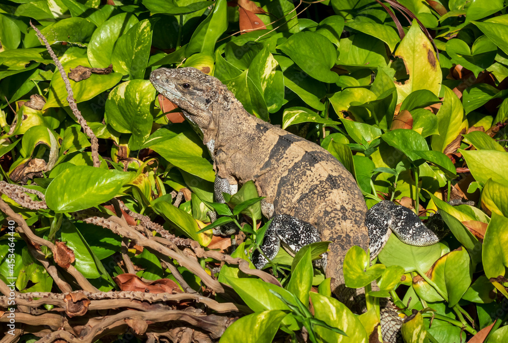 Obraz premium bearded dragon lizard