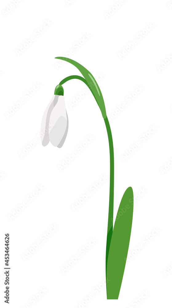 White bud and green snowdrop leaves. Vector image isolated on a white background. International Snowdrop Day. White bud and green snowdrop leaves. Vector image isolated on a white background. International Snowdrop Day.