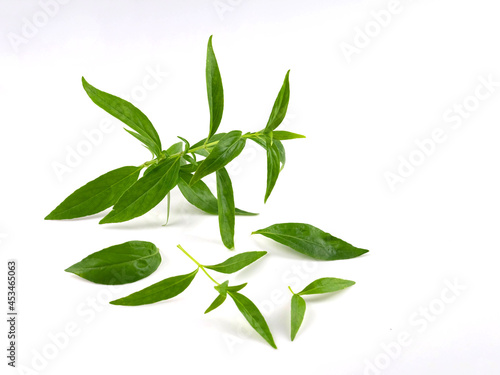 Fototapeta Naklejka Na Ścianę i Meble -  Herb paniculata, green leaves, isolated on white background