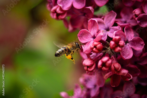 bee on flower © Николай Стрельников