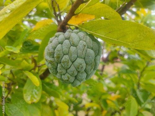 Custard apple (fruit) or Sugar apples on the tree branch in the garden, India.