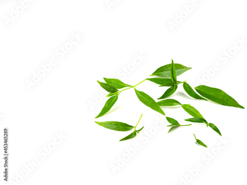 Herb paniculata, green leaves, isolated on white background