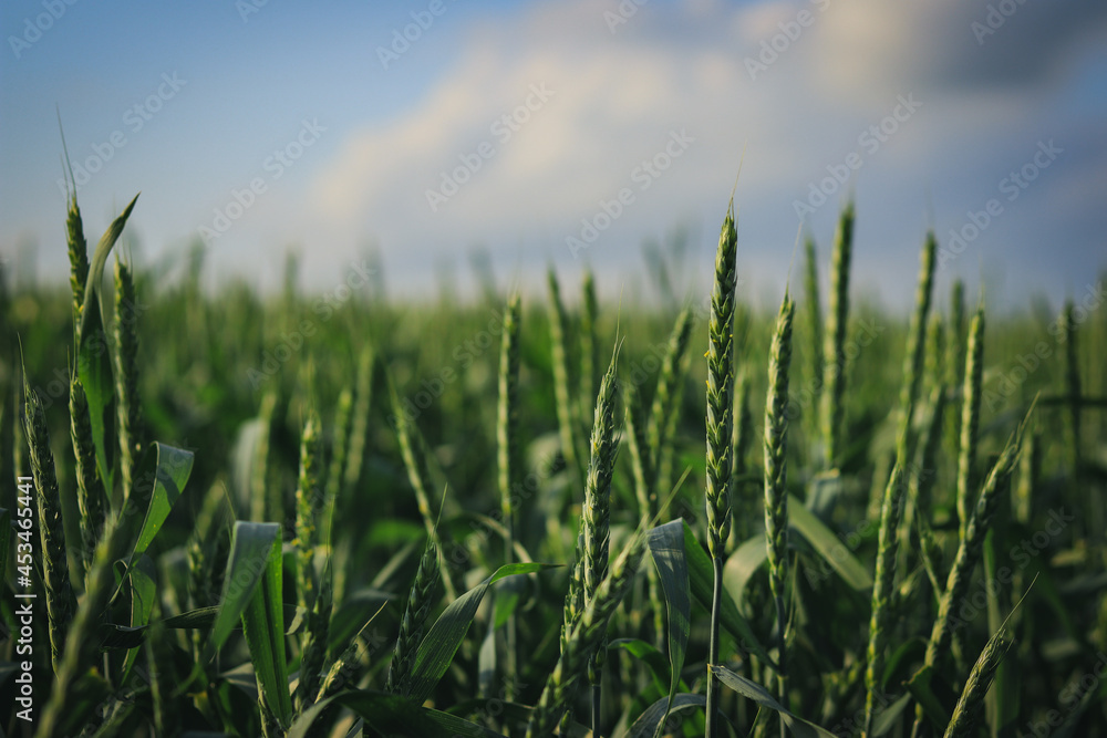 green wheat field