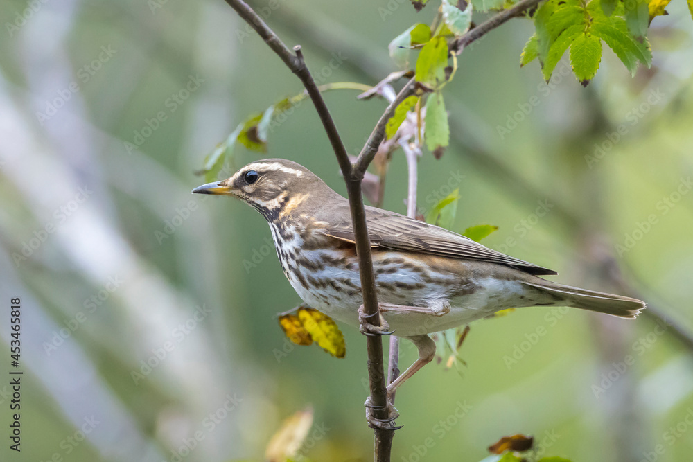 Redwing Turdus iliacus bird eating berries Redwing Turdus iliacus bird eating berries