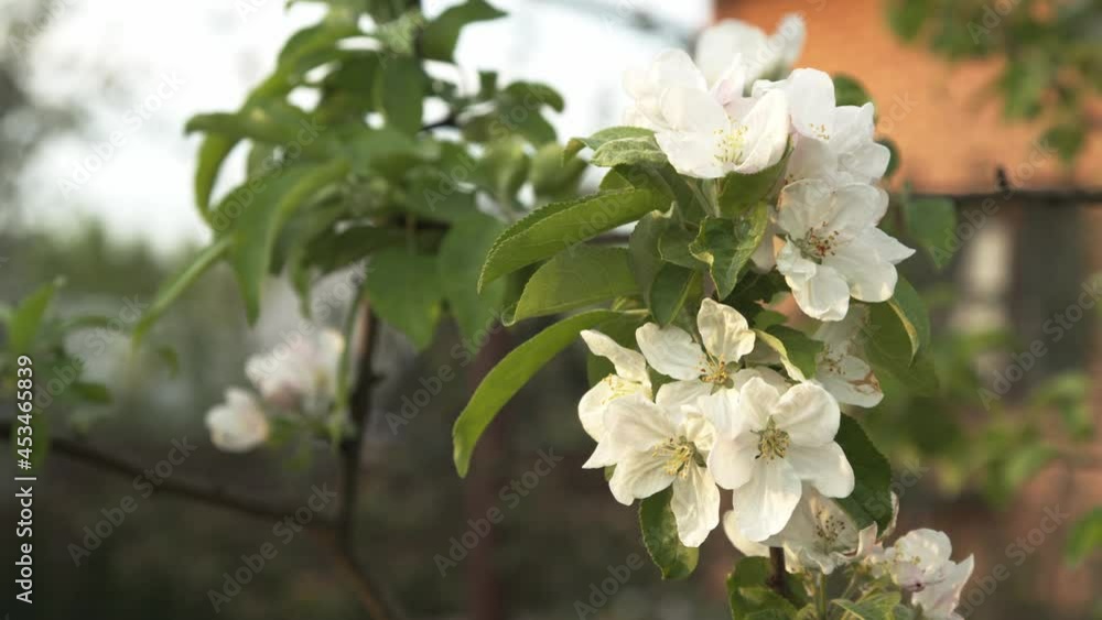 White cherry branch blooming in the garden during spring, white flowers sways in the wind. The branches are covered with white petals, gimbal shot, flowering in early spring White cherry branch blooming in the garden during spring, white flowers sways in the wind. The branches are covered with white petals, gimbal shot, flowering in early spring