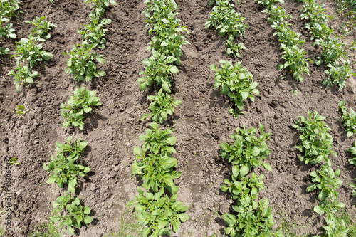 Green young potato plants (Solanum tuberosum) in row growing in garden on brown soil. Close up. Organic farming, healthy food, BIO viands, back to nature concept.