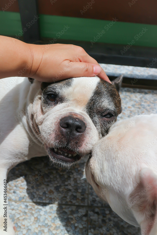 groping a dog, sleepy French bulldog or French bulldog groping a dog, sleepy French bulldog or French bulldog