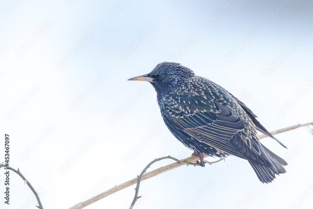 Male common starling bird Sturnus vulgaris with beautiful plumage