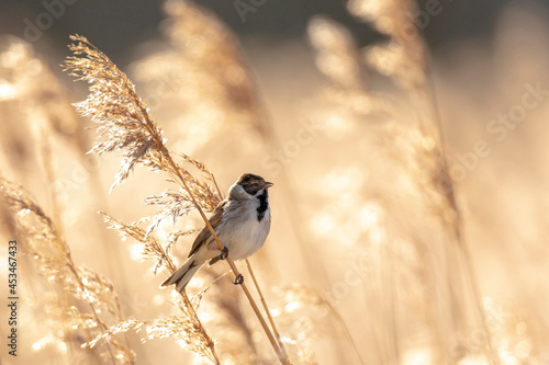 Singing common reed bunting, Emberiza schoeniclus, bird in the reeds on a windy day