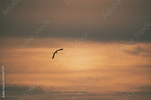 bird over the water in sky