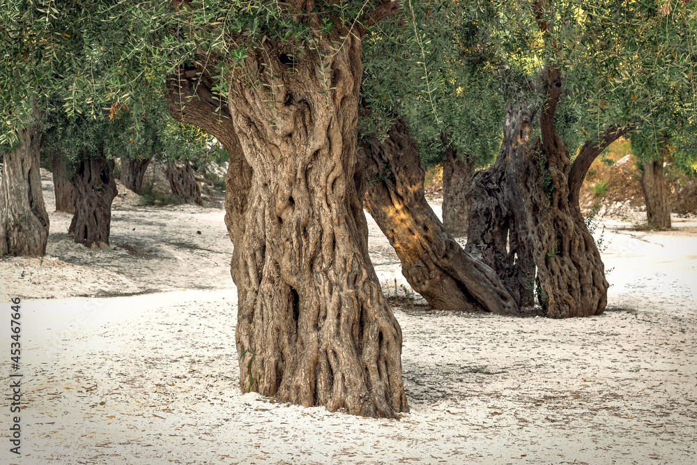 olives in the white sand