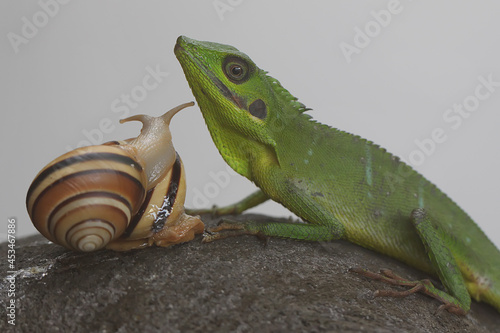 A Sumatran bloodsucker lizard approaching its prey. This reptile from Sumatra Island, Indonesia has the scientific name Bronchocela hayeki.  photo