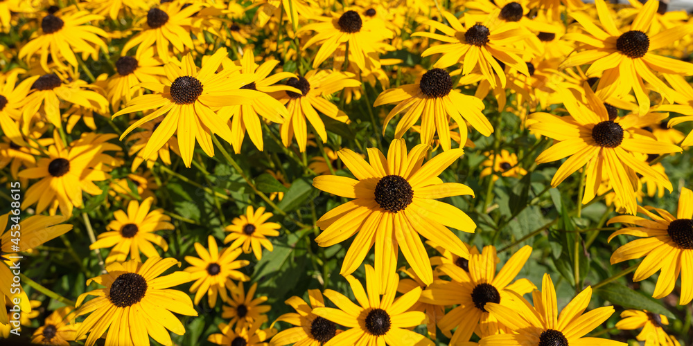 Yellow rudbeckia flowers on a flower bed. Panoramic photo Yellow rudbeckia flowers on a flower bed. Panoramic photo