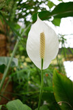 White Peace Lily Flower in the park