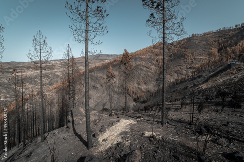 View of   Tamadaba pine forest burned after the 2019 fire. Gran Canaria. Canary islands photo