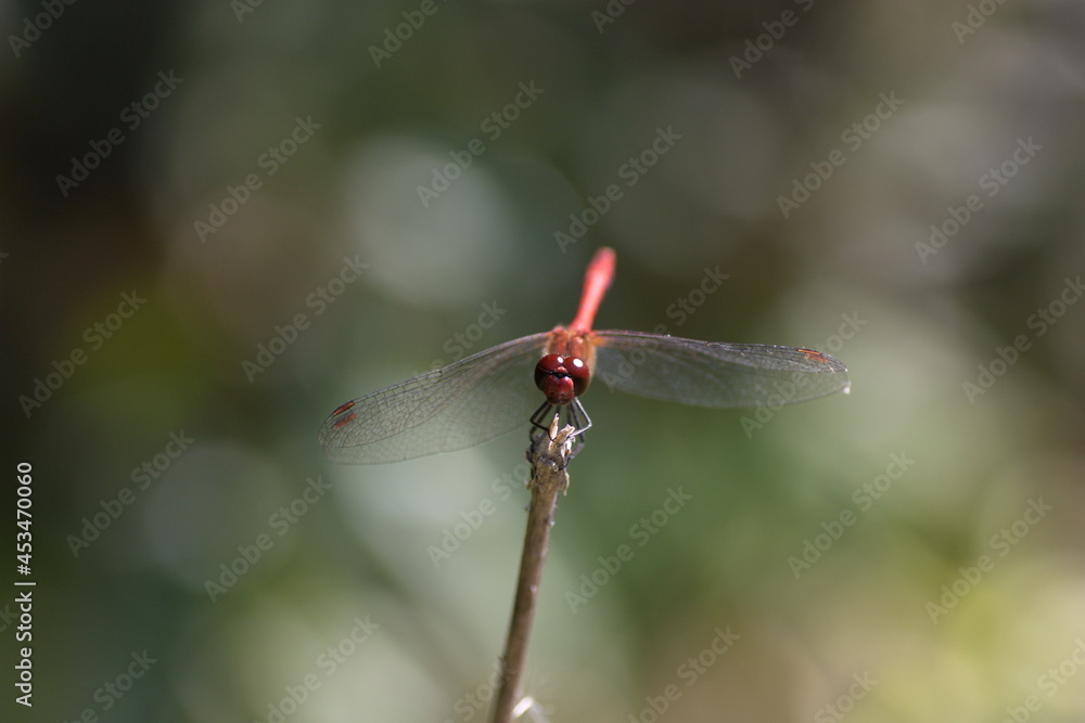 dragonfly on a branch dragonfly on a branch