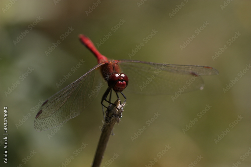 dragonfly on a branch dragonfly on a branch