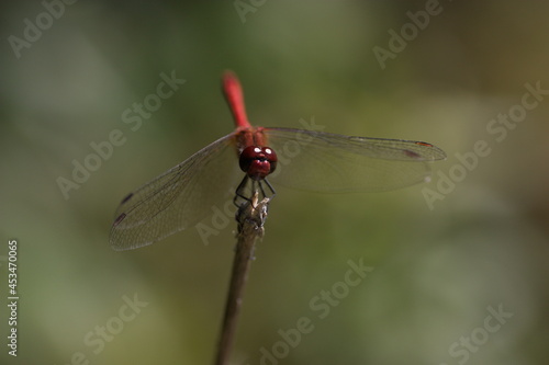 dragonfly on a branch 