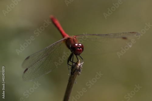 dragonfly on a branch  © Timofey