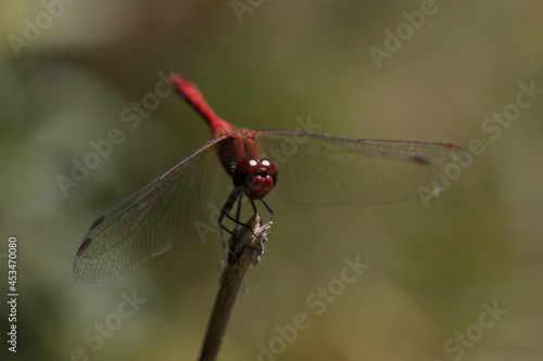 dragonfly on a branch  © Timofey