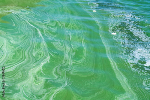 Water pollution by blooming blue-green algae (Cyanobacteria) on Dnieper river photo