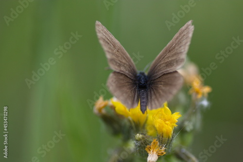 butterfly on a flower  © Timofey