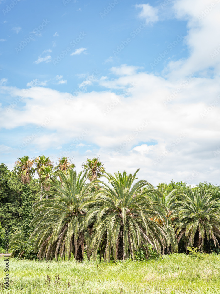 jejudo sky palm korea jejudo sky palm korea