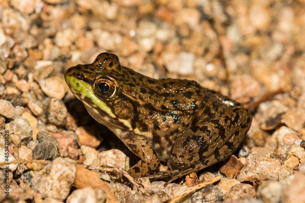 Obraz premium Green Frog (Lithobates clamitans)
