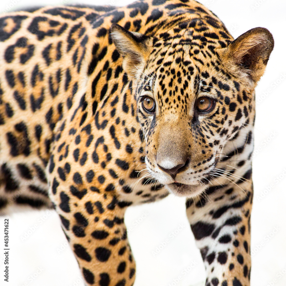 A young jaguar is in the zoo. A young jaguar is in the zoo.