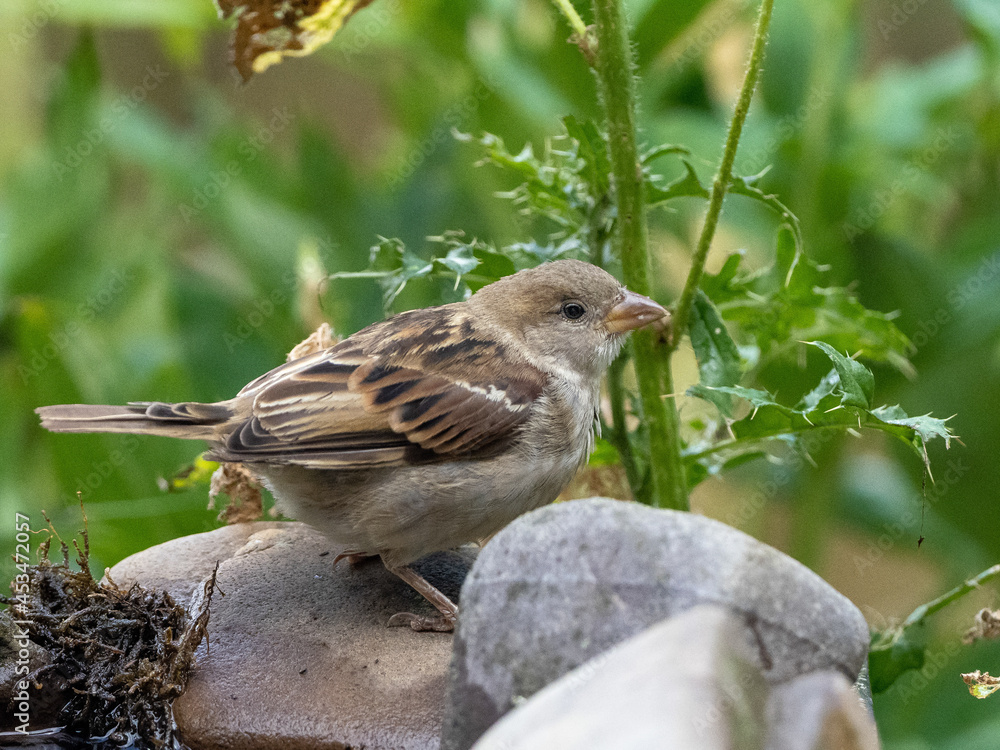 Fototapeta premium Haussperling