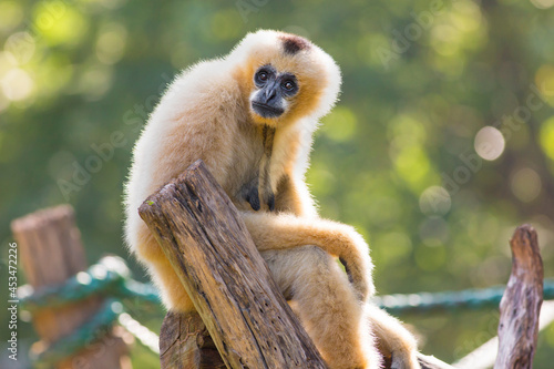 Photo A crowned gibbon sitting on a stump in a zoo.