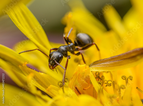 ant crawling in dandelion flower detail © Petr