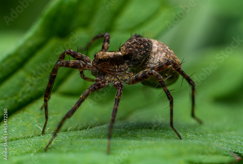 spotted wolf spider (Pardosa amentata) female carrying egg sac