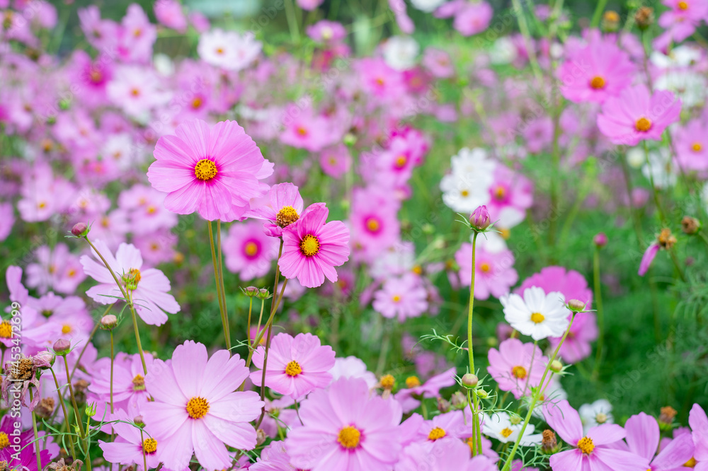 background field aster of cosmos flower bloom gardens bloom background field aster of cosmos flower bloom gardens bloom