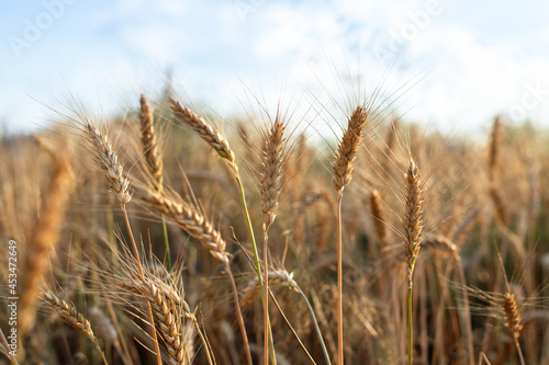Wheat field in harvest season. Spikes of ripe wheat in sun close-up with soft focus. Beautiful cereals field in nature on sunset. Field with golden wheat. Ears of golden wheat. cereals spikelets. 
