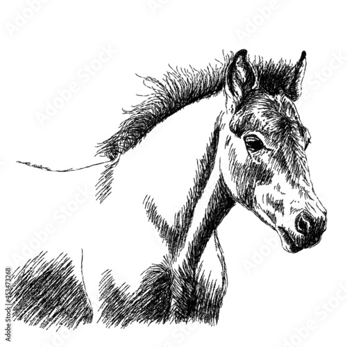 Graphic drawing of a foal on a white background.