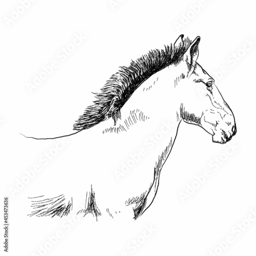 Graphic drawing of a foal on a white background.