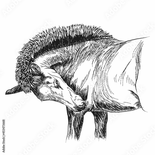 Graphic drawing of a foal on a white background. photo