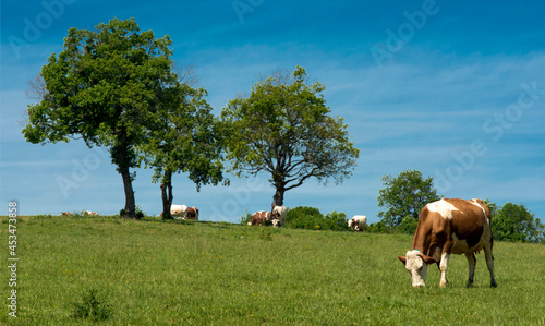 Vaches montbéliardes au pâturage à Arnans, Corveissiat, Ain, France © Jorge Alves