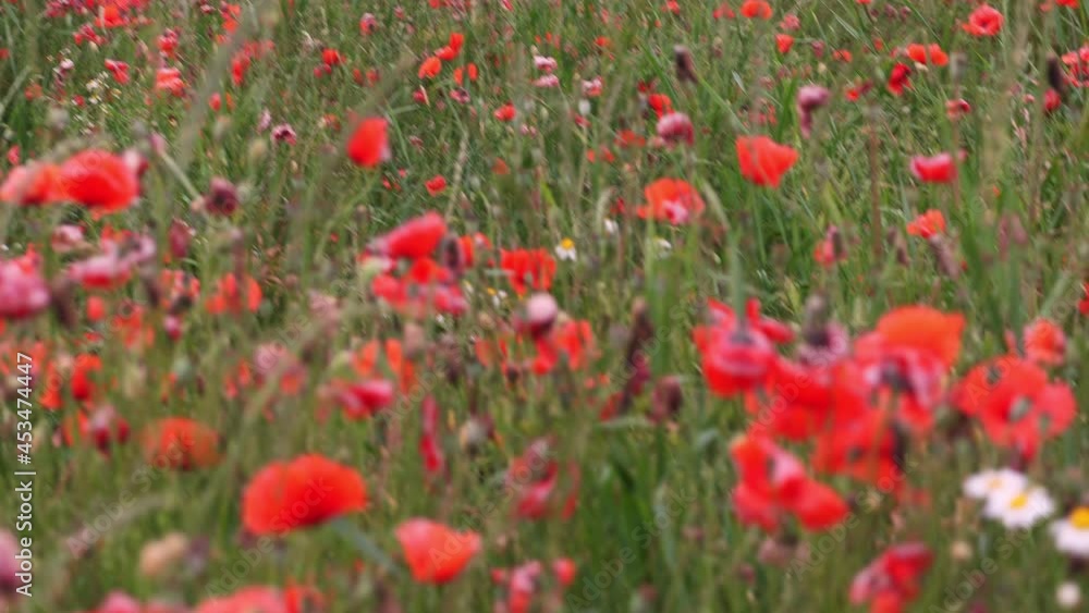 Summer field of red blooming poppies. Countryside landscape with wild vivid flowers Summer field of red blooming poppies. Countryside landscape with wild vivid flowers