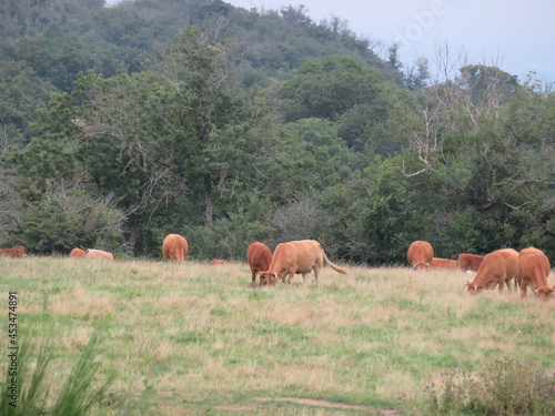 livestock cows animals mammals meat milk green meadows