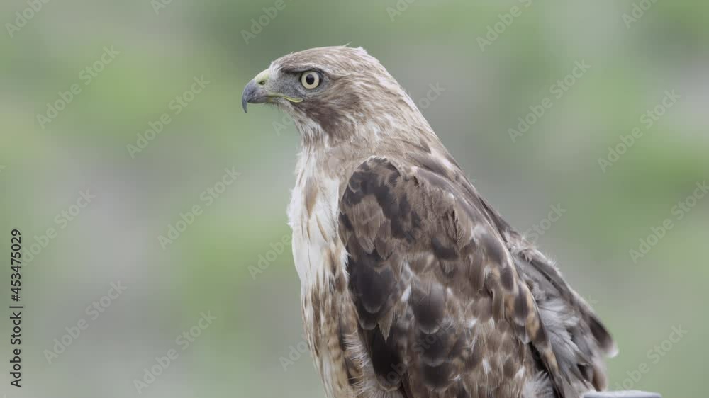 Red tailed hawk in the wild on suburban fence from Malibu, California Red tailed hawk in the wild on suburban fence from Malibu, California